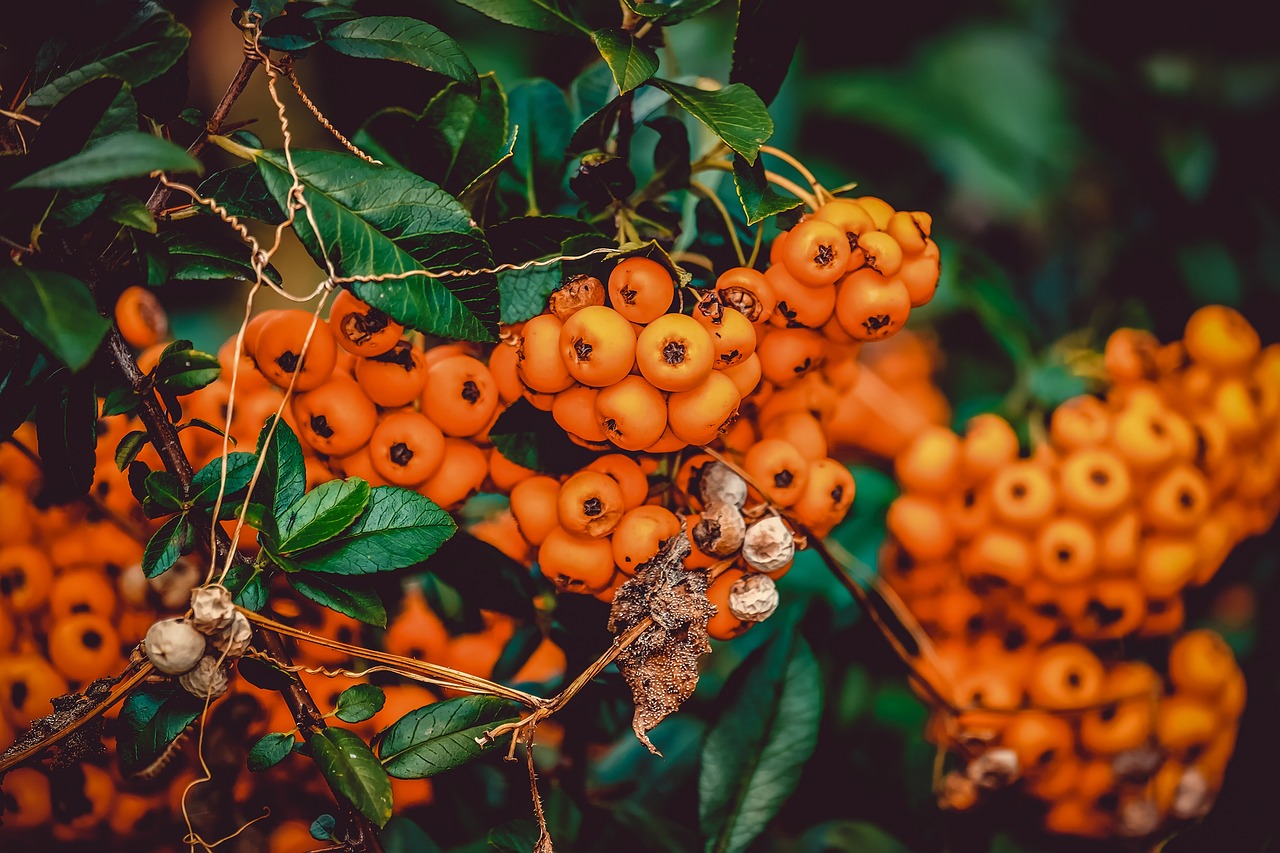 Using Berries from Your Garden to Create Natural Dyes